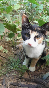 recommendation test thumbnail